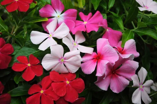 Miniatura 6 de Semillas Bígaro Madagascar Mix - Vinca - Flores perennes para plantar - Sin OMG