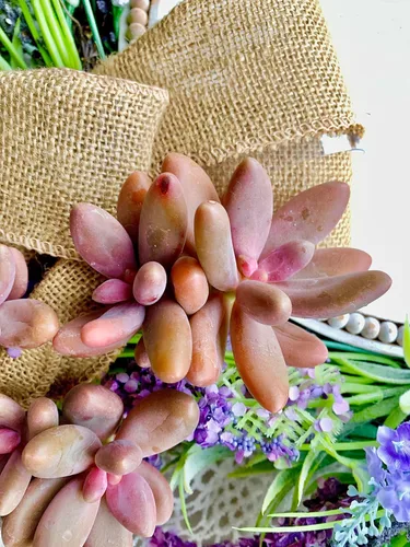 Miniatura 31 de Succulent Plants Live– Easy Care Bare Root Succulents for Indoor Outdoor Decor, Mini Live Plants for Home, Garden, Office, & Gift Ideas