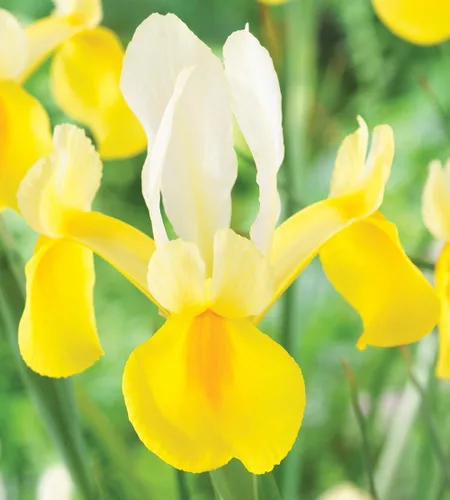 Miniatura 6 de Votaniki Montecito & Miss Saigon Iris Mix Bulbos – Iris holandés perenne, flores fragantes Floración de primavera 15 bombillas Montecito y 15