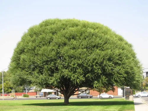 Esquejes de sauce de cuatro globos, sombra de crecimiento rápido o privacidad, obtén 4 plantas de árbol vivas, sauce globo, ideal para bonsa