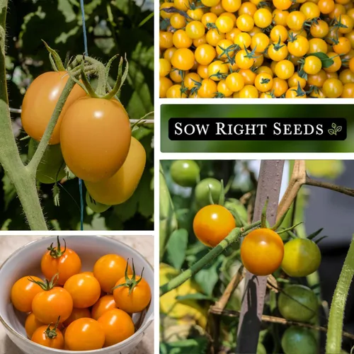 Miniatura 4 de Sow Right Seeds - Semillas de tomate Sun Drop para plantar - Variedad indeterminada sin OMG - Ideal para jardines al aire libre - Fácil de cultivar