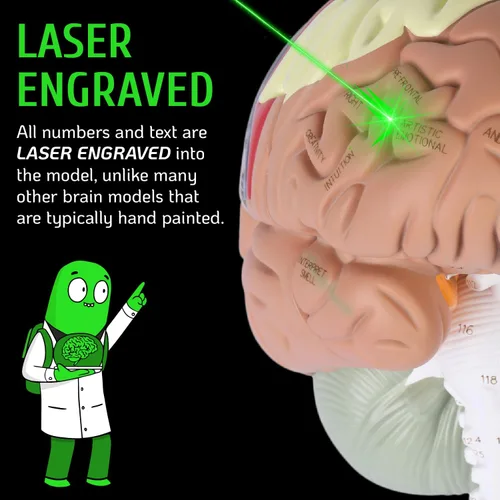 Miniatura 6 de Modelo de cerebro humano con números grabados con láser y etiquetado Incluye soporte de metal resistente, funda de transporte ligera y disecciones