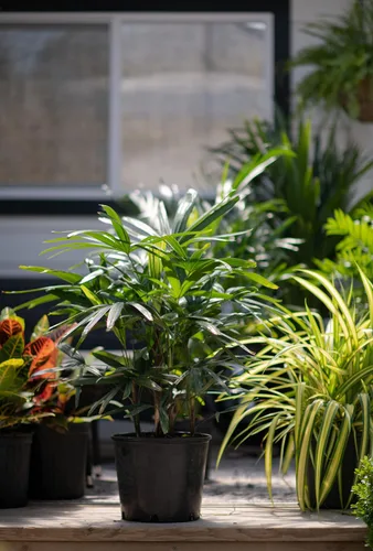 Miniatura 4 de Lady Palm - 5 plantas vivas en macetas de cultivo de 6 pulgadas - Rhapis Excelsa - Hermosa planta de interior de aire limpio para interiores