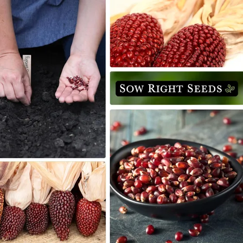 Miniatura 4 de Sow Right Seeds - Semilla de maíz de fresa para plantar - Paquete de reliquia sin OMG con instrucciones para plantar un huerto casero - Cultiva tus