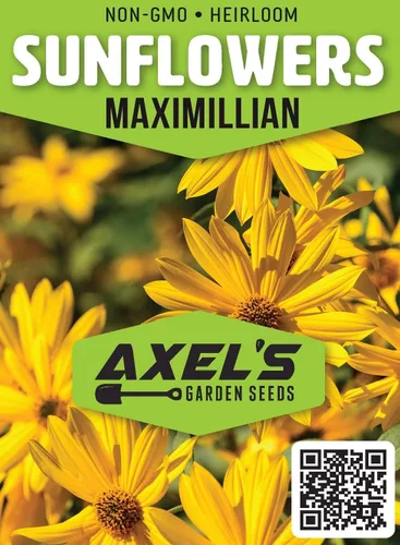 Miniatura 2 de Semillas de girasol perennes para plantar, planta y cultiva flores de sol maximilianas en tu jardín al aire libre en tu hogar - 500 semillas