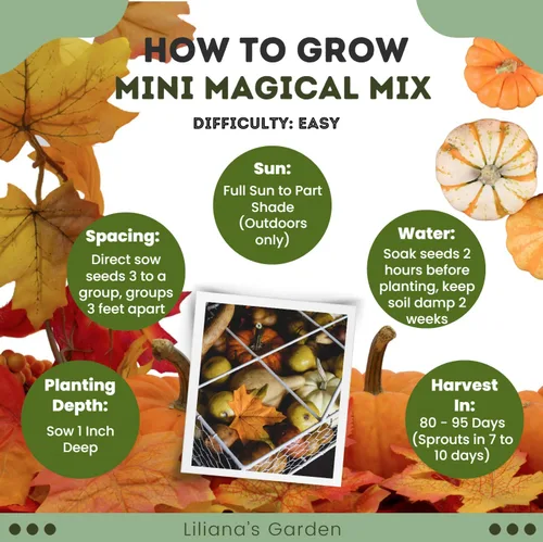 Miniatura 5 de Mini Magical Mix" - Semillas decorativas pequeñas de mezcla de calabaza y calabaza – Más de 10 pequeñas variedades decorativas de calabaza