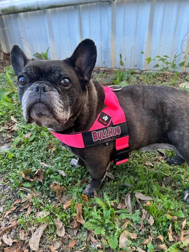 Miniatura 2 de Arnés ajustable para perros BullHug – sin tirones, sin ahogo – para bulldogs ingleses, bulldogs franceses, carlinos y razas de pecho ancho – paseos