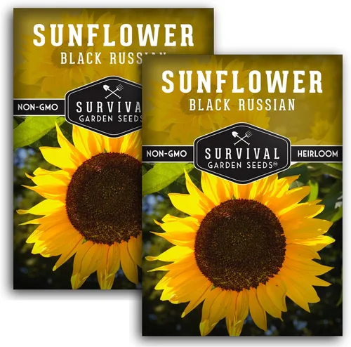 Miniatura 11 de Paquete de 5 semillas de girasol ruso negro para plantar, paquete con instrucciones para cultivar flores para aceite o alimentación de aves
