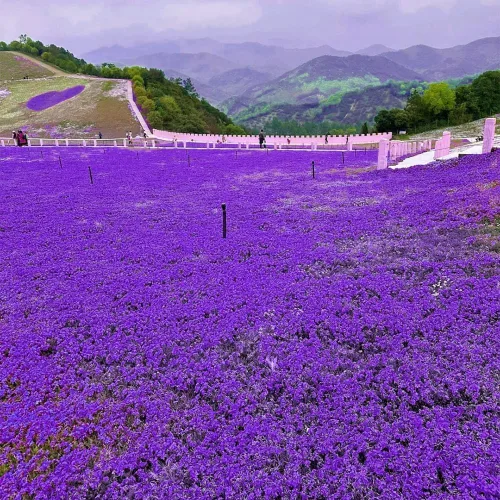 Miniatura 2 de 15,000 semillas de tomillo rastrero - reliquia sin OMG, fácil de cultivar, tolerante a la sequía, bajo mantenimiento, cubierta de suelo aromática