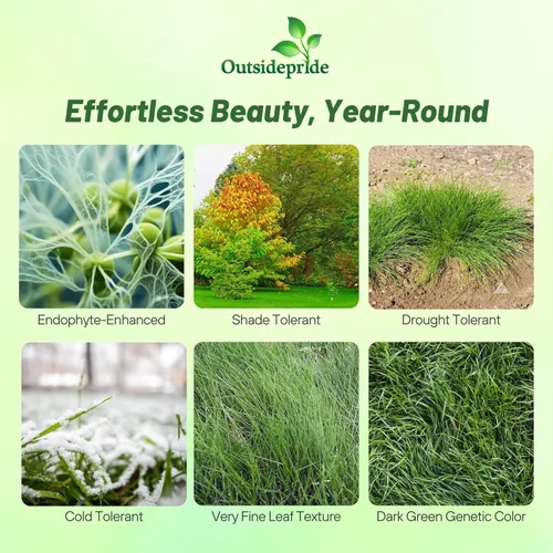 Outsidepride 50 lb. Festuca fina dura, de bajo crecimiento, tolerante a la sequía, tolerante a la sombra, césped, semillas de césped