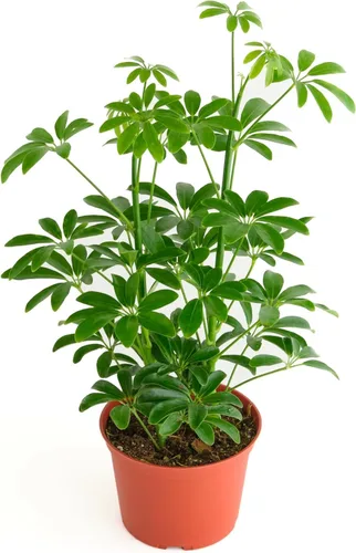 Shop Succulents Heptapleurum Arboricola, planta de interior viva, árbol paraguas enano de bajo mantenimiento, ideal para decoración del hogar,