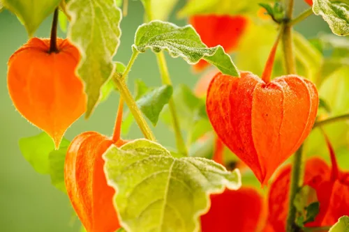 Miniatura 7 de Más de 200 Semillas Fresa Cereza Molida - Physalis - Naranja Vegetal