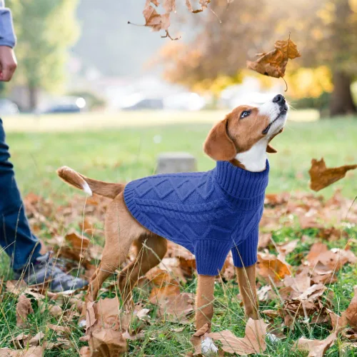 Miniatura 6 de Emust Suéter trenzado pequeño, trajes cálidos para otoño e invierno, trajes cálidos para perros pequeños y medianos, color azul rey, talla XXL