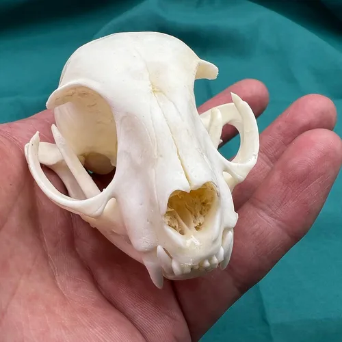 Venta al por mayor 1/2/3/5/10 piezas de taxidermia animales reales, espécimen de huesos reales, suministros de arte hueso veterinario medicina 1: 1