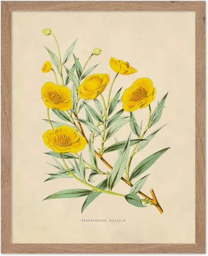 Miniatura 38 de Poster Master Póster Vintage de Plantas Cultivadas - Impresión Botánica Retro - Arte de Flores - Arte de Plantas - Regalo para Hombres y Mujeres