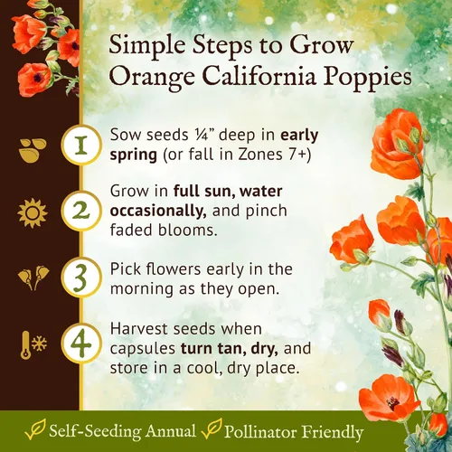 Miniatura 5 de Everwilde - Semillas de amapola de naranja California de 1 oz, 15,600 unidades, flores silvestres de color naranja brillante, tolerantes a