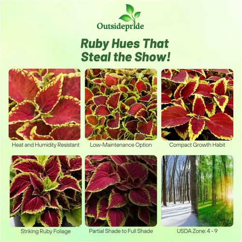 Miniatura 2 de Outsidepride 200 semillas anuales Coleus Fairway Ruby Follage Interior Casa Planta o Jardín Semillas de flores