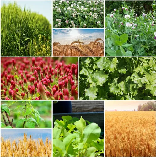 Miniatura 5 de No-Till Cover Crop 10 Seed Mix - Centeno de invierno, trébol blanco, guisantes de invierno austriacos, triticale, trébol carmesí, guisantes de vaca