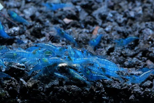 Miniatura 4 de Camarones vivos de acuario de agua dulce - Neocaridina (terciopelo azul, paquete de 5)