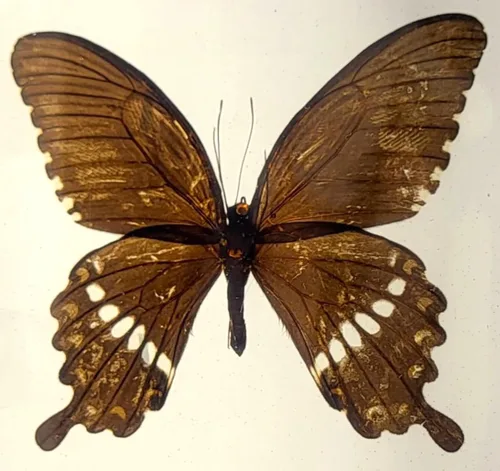 Miniatura 14 de Mariposa Bluebottle real de 2.9 pulgadas en resina de Lucite transparente, grafio, sarpedón, colección de manualidades para biología, ciencias