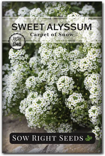Sow Right Seeds - Alfombra blanca de semillas de flores de nieve Sweet Alyssum para plantar - Paquete de reliquia sin OMG con instrucciones para