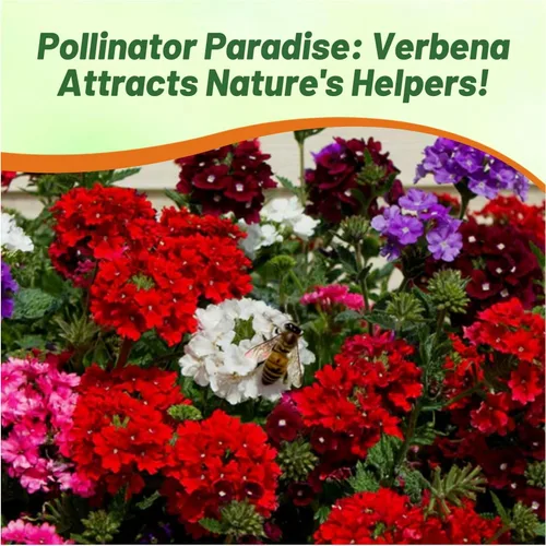 Miniatura 5 de Outsidepride Florist Mix - Semillas de verbena para plantar, 1000 unidades. Anual, tolerante a la sequía y fácil de cultivar, cubierta de suelo