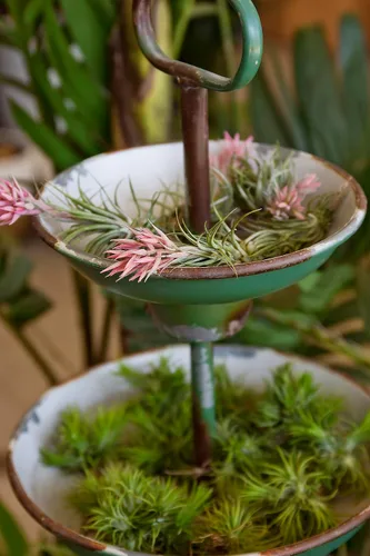 Miniatura 16 de Tillandsia Plantas de aire vivas de interior (paquete de 100), plantas de aire, recuerdos de fiesta a granel o recuerdos de boda, plantas vivas