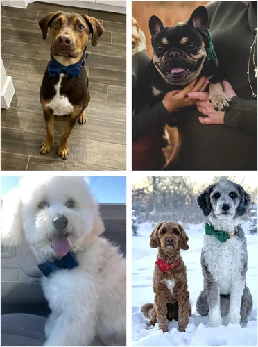 Miniatura 3 de ARING PET Collar de perro con corbatín, collares de terciopelo para perros con corbatín extraíble, collar de lazo ajustable para perros hembras
