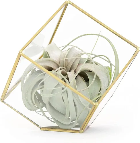 Air Plant Shop Terrario geométrico de vidrio heptaedro con planta de aire Tillandsia Xerographica - Suculentas - Tillandsia viva - Plantas de