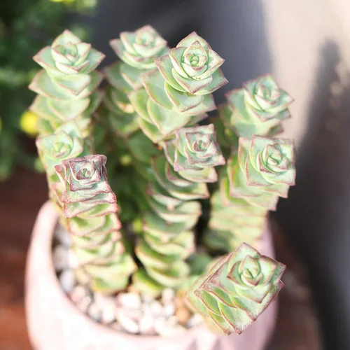 Miniatura 3 de Caja de suculentas Colección única de suculentas de Crassula vivas, fáciles de cultivar, planta de interior para el hogar, totalmente enraizadas