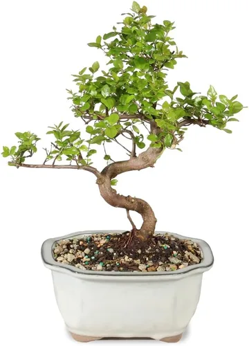 Miniatura 3 de Brussel's Bonsai Árbol bonsái de ciruela dulce china viva, 5 años, 6 a 10 pulgadas, bonsái de interior en maceta de bonsái de cerámica