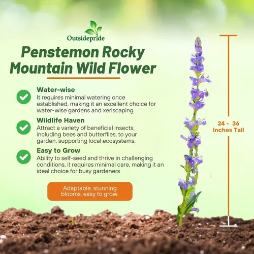 Miniatura 3 de Outsidepride 5000 semillas perennes Penstemon Rocky Mountain Wild Flower Seeds para plantar
