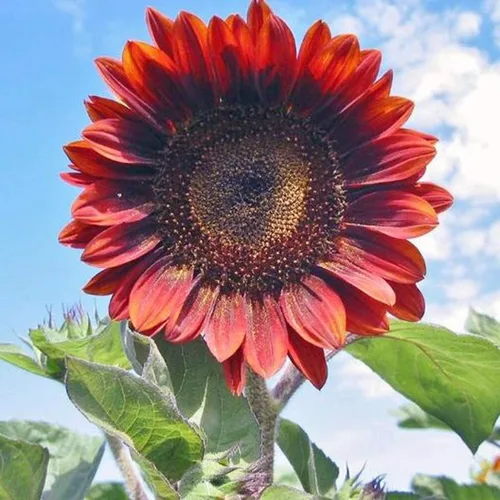 Miniatura 3 de Red Sun Sunflower 50 semillas – Helianthus Annuus Flores para plantar, planta decorativa de polinización abierta sin OMG, semillas de girasol rojo
