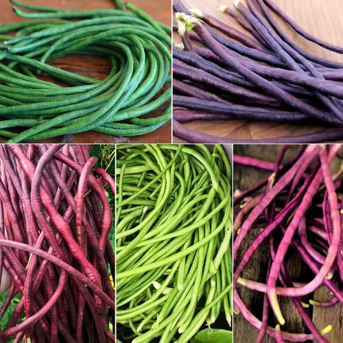 TomorrowSeeds - Semillas de frijol largo de 5 colores mixtos para patio - Más de 30 unidades - para plantar 2026 morado, verde, rojo, rosa, blanco,