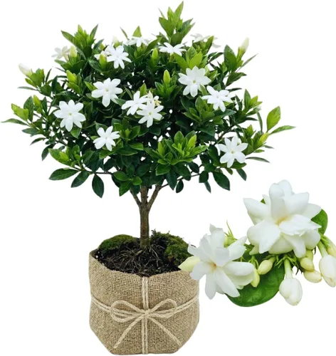 Miniatura 6 de 2 plantas de jazmín vivas, planta de flores de jazmín trepadoras, zona 4 a 11, 5 a 7 pulgadas de altura (blanco doble)