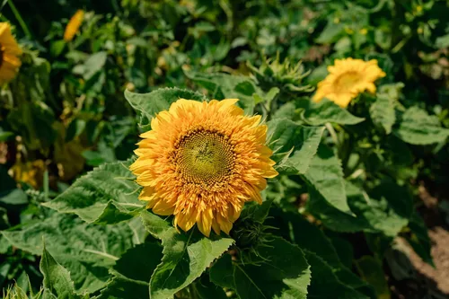 Miniatura 2 de Plant Good Seed Semillas de girasol orgánicas Double Goldy F1 – Paquete de 50, semillas tradicionales para plantar flores, suministros