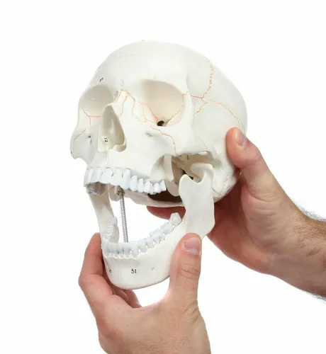 Miniatura 2 de Wellden modelo de cráneo humano anatómico médico, de 3 piezas, numerado, tamaño real