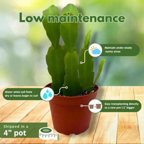 Miniatura 5 de BubbleBlooms Epiphyllum Orchid Cactus en una maceta de 4 pulgadas Disocactus ackermannii