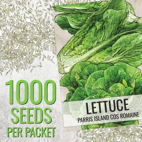 Miniatura 3 de Seed Needs Semillas de lechuga romana para plantar Parris Island COS - Cultivos anuales de clima frío sin OMG y sin tratar, cultiva un huerto al