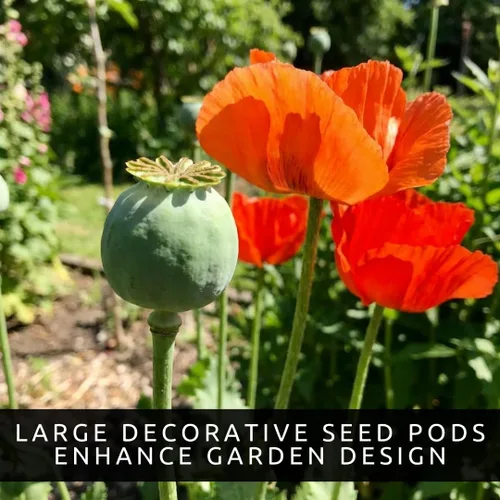 Miniatura 6 de Amapolas Exóticas Variedades de Semillas de Amapola El Gigante (500 Semillas) Papaver Somniferum