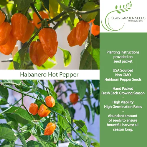 Miniatura 2 de Semillas de habañero para plantar, más de 25 semillas tradicionales por paquete, pimiento picante y picante, semillas de jardín de Isla
