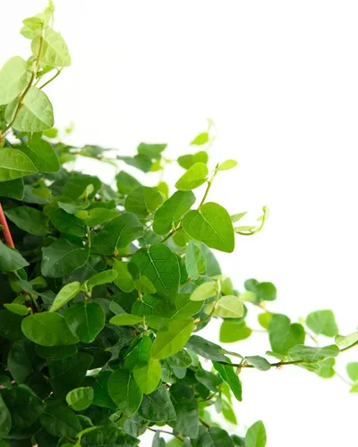 Miniatura 2 de Shop Succulents Ficus Repens - Higo rastrero, planta de interior viva, planta de interior de bajo mantenimiento, ideal para decoración del hogar