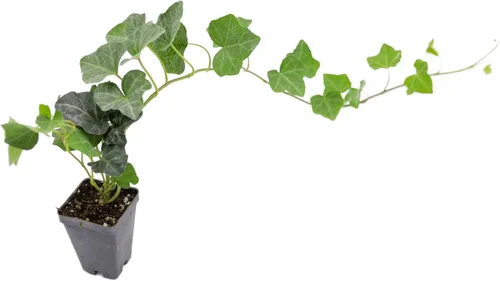 Miniatura 17 de Greenwood Nursery: Plantas vivas de cobertura del suelo - Bugleweed Blueberry Muffin + Ajuga Reptans - [Cantidad: 1x Maceta de Pinta]