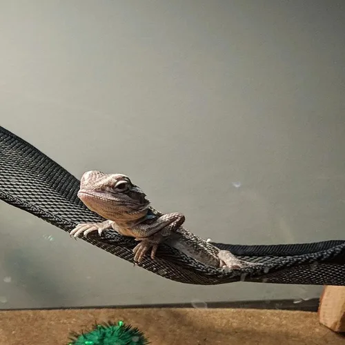 Miniatura 5 de Hamaca de lagarto dragón barbudo, 2 piezas, hamaca de reptil de malla transpirable, adecuada para iguanas, ánoles, geckos, serpientes, camaleón Negro