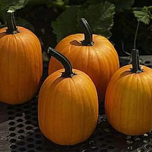 Harvest Jack F1 - Semillas de calabaza de 0.14 oz ~ 20 - Hybrid F1 - Sin OMG, semillas de jardinería vegetal para granja y jardín