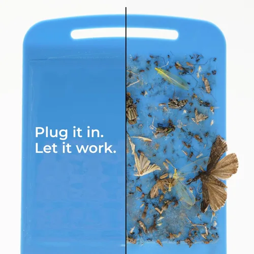 Miniatura 4 de Wondercide - Trampa para Insectos Voladores y Moscas - Atrapador de Insectos para Interior para Moscas de la Fruta y Moscas Domésticas, Mosquitos