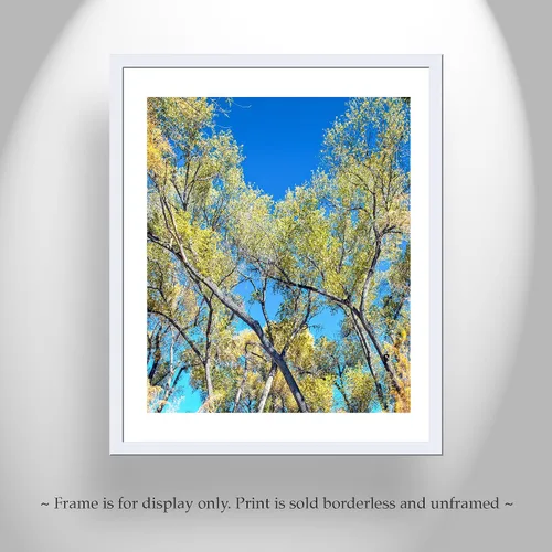 Miniatura 4 de San Pedro River Arizona Cottonwood Tree Autumn Forest Nature Print