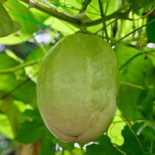 Miniatura 3 de Granadilla Gigante de Fruto de la Pasión (Paquete de 4) Viva en Venta Plantas Fáciles de Cultivar Planta de Fruta Comestible para Vida