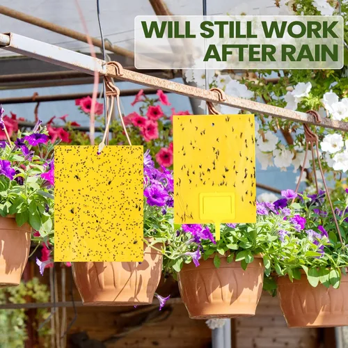 Miniatura 9 de Qualirey 50 trampas adhesivas amarillas de 6 x 8 pulgadas para mosquitos de doble cara para moscas de la fruta para plantas de interior y exterior