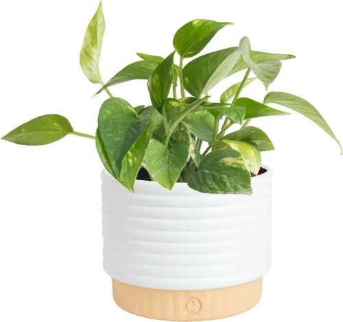 Miniatura 12 de Costa Farms - Planta de Potos
